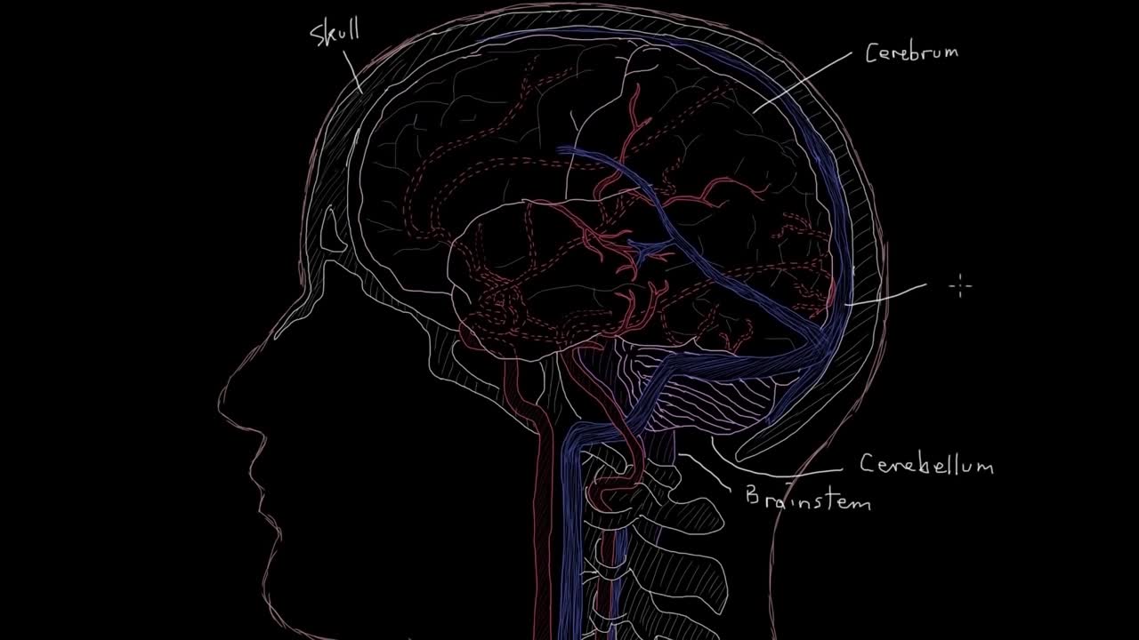中风后大脑结构示意动画（1）