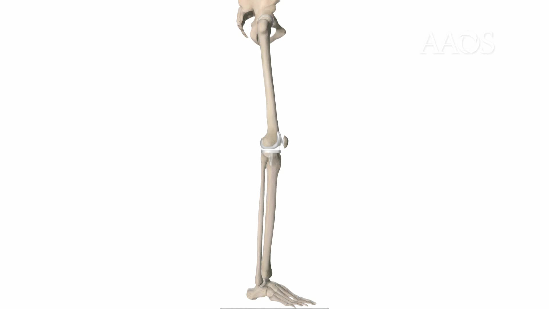 Rizzoli Orthopaedics Institutes Present