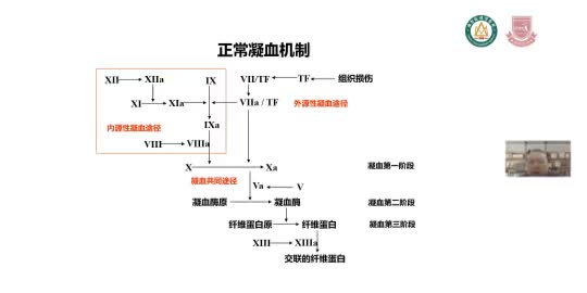 徐俊卿-出血性疾病概述
